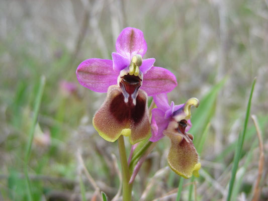 Ophrys tenthredinifera - Wolzweverophrys
