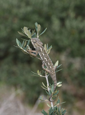 Mediterrane kameleon