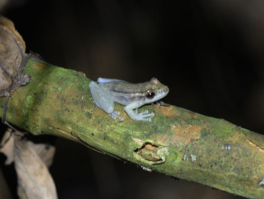Scinax ruber