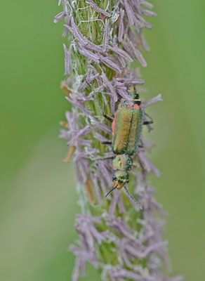 Malachius bipustulatus - Roodtipbasterdweekschild