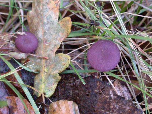 Laccaria amethystea - Amethistzwam of Rode koolzwam