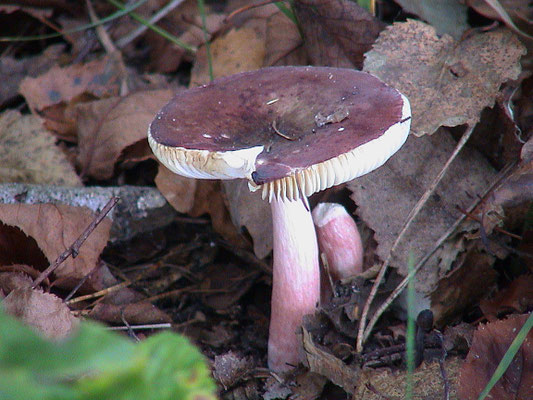 Russula turci - Jodoformrussula