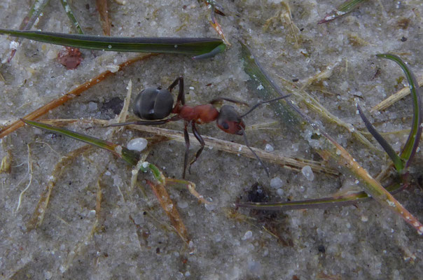 Rode bosmier (Formica species)