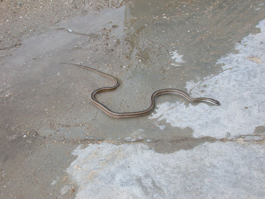 Lygophis lineatus - Gladde bruine driestreepslang
