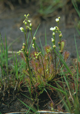 Drosera anglica - Lange zonnedauw