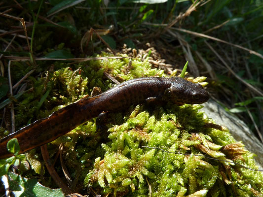 Triturus macedonicus (Macedonische kamsalamander)