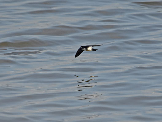 White-winged Swallow