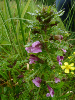 Pedicularis palustris - Moeraskartelblad