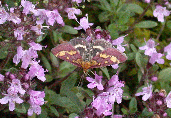 Pyrausta purpuralis - Purpermot