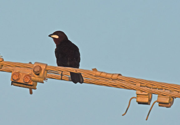 Silver-beaked Tanager, male