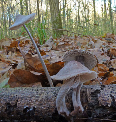 Mycena polygramma - Streepsteelmycena
