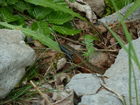 Algyroides nigropunctatus, mannetje