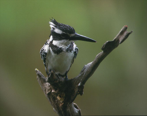 Pied Kingfisher