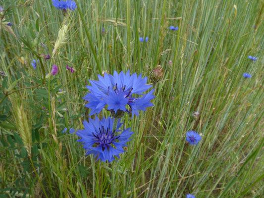 Centaurea cyanus - Korenbloem