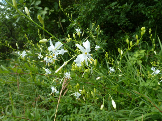 Anthericum liliago- Grote graslelie