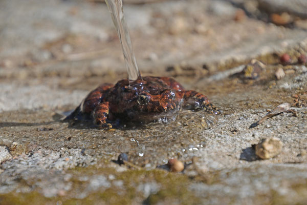 Discoglossus sardus - Tyrrheense schijftongkikker