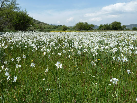 Narcissus serotinus