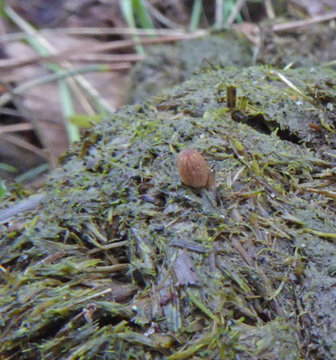 Coprinopsis heptemerus - Bruine mestinktzwam