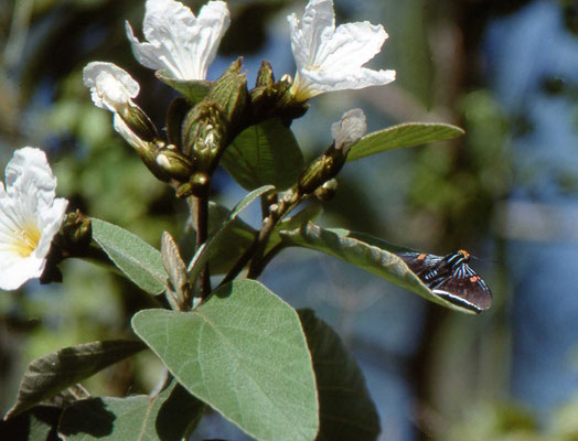 Guave Skipper