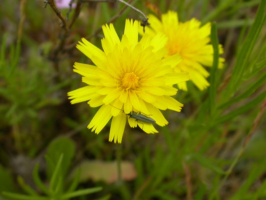 Leontodon saxatilis - Kleine leeuwetand