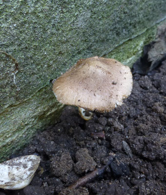 Inocybe nitidiuscula - Glanzende vezelkop (mogelijk)