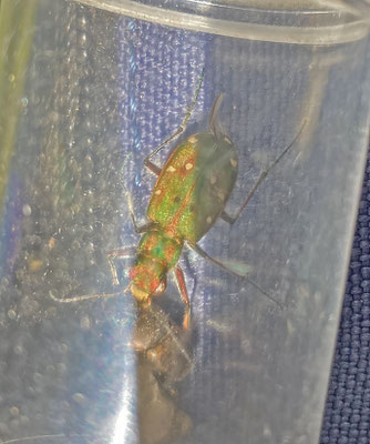 Cicindela maroccana