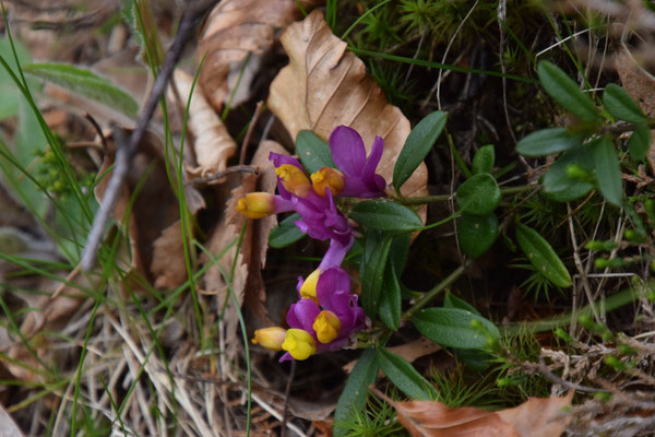 Polygala chamaebuxus