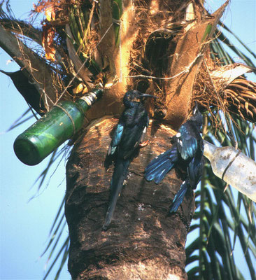 Phoeniculus purpureus - Green Wood Hoopoe