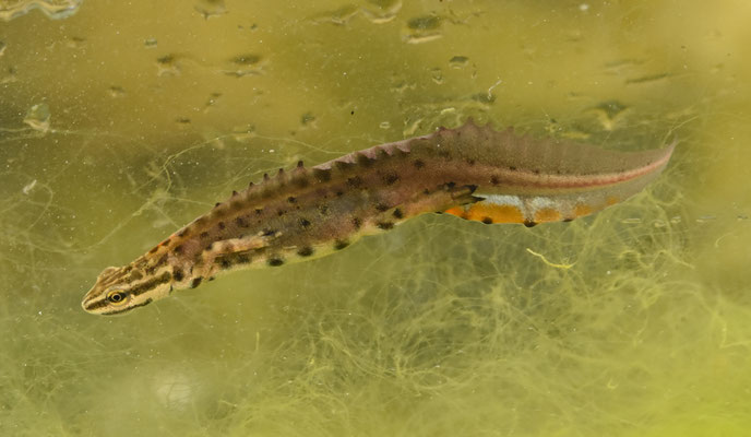 Lissotriton schmidtleri