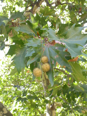 Platanus orientalis - Oosterse plataan