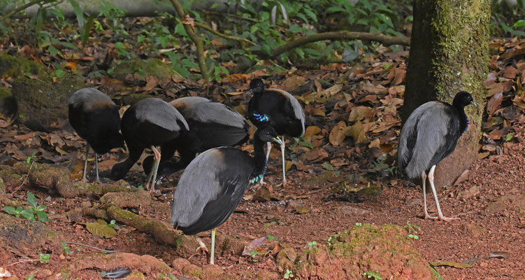 Gray-winged Trumpeter
