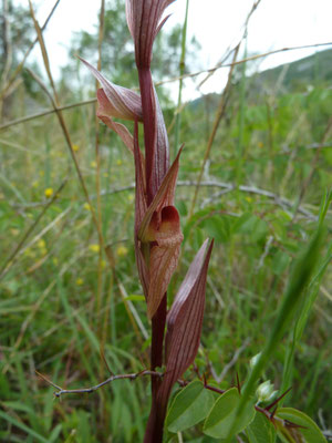 Serapias vomeraceus