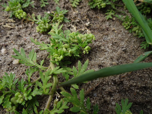 Lepidium didymum - Kleine varkenskers