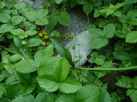 Fragaria vesca - Bosaardbei