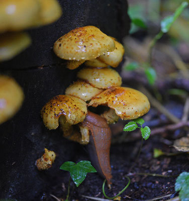 Pholiota limonella - Dubbelgangerbundelzwam