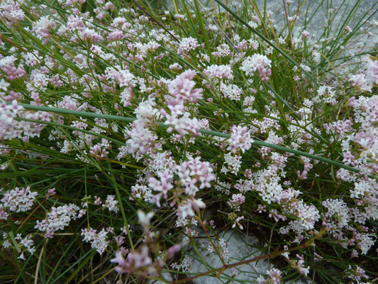 Asperula cynanchica - Kalkbedstro