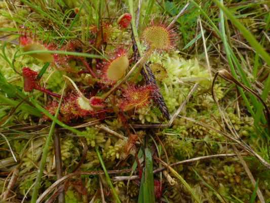 Drosera rotundifolia-  Ronde zonnedauw