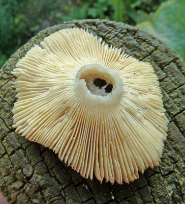Russula puellaris - Vergelende russula