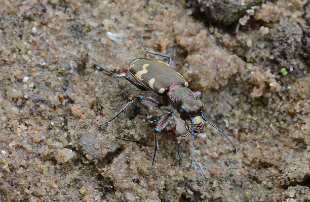 Cicindela hybrida - Basterdzandloopkever