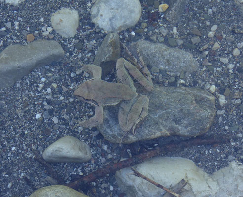 Springkikker (Rana dalmatina)