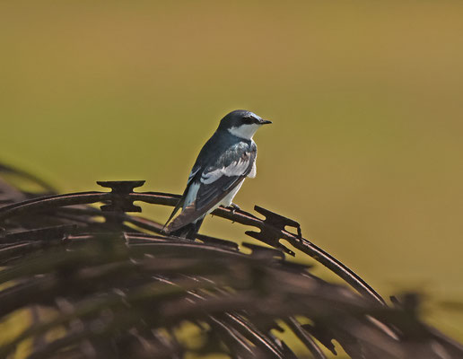 White-winged Swallow