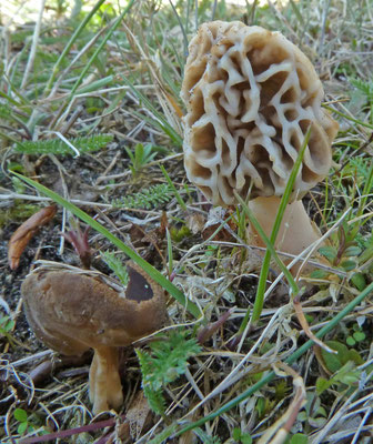 Morchella esculenta - Gewone morielje