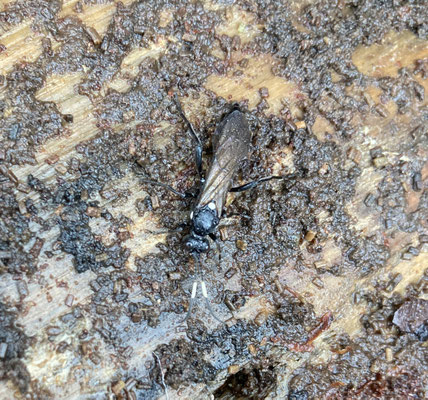  Ichneumon lugens