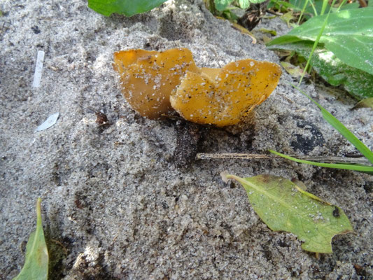 Sowerbyella radiculata - Gele wortelbekerzwam