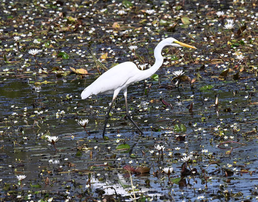 Casmerodius albus - Great Egret