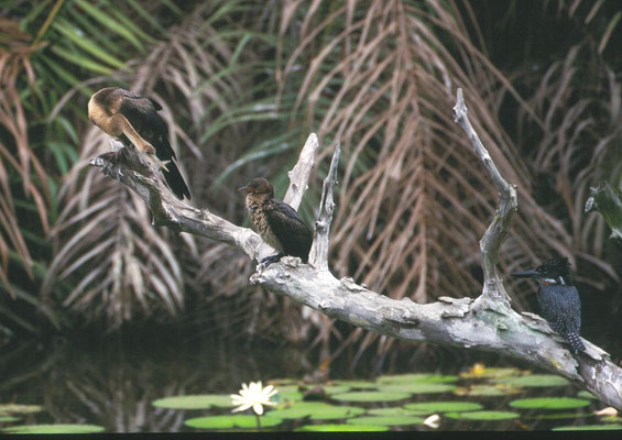 African Darter, African Long-tailed Cormorant and Giant Kingfisher
