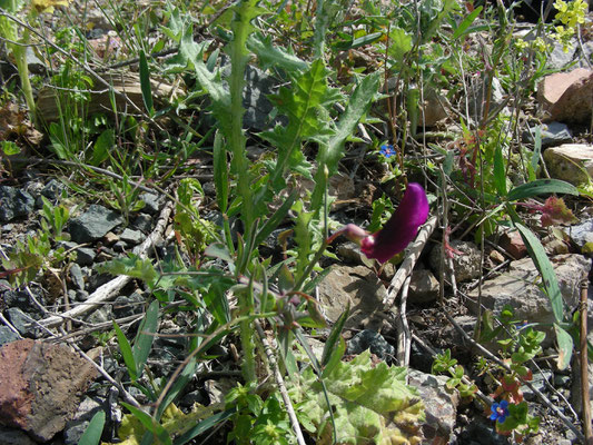 Lathyrus tingitanus