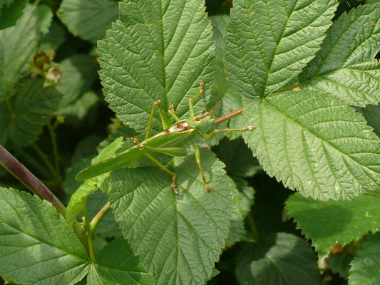Grote groen sabelsprinkhaan