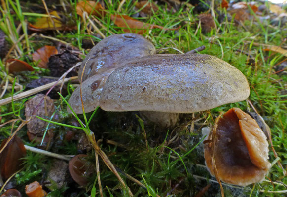 Lactarius fluens - Beukenmelkzwam