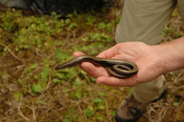 Hazelworm